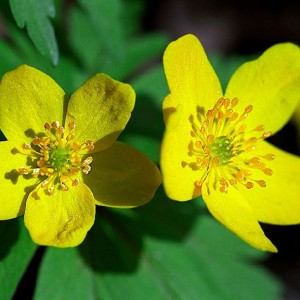 Луковица анемоны Лютичная (Ranunculoides)