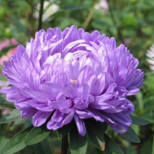 Саженец астры Сатурн (Saturn)