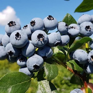 Саженец черники Нельсон