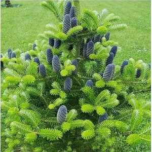 Ель Корейская 100-150 см