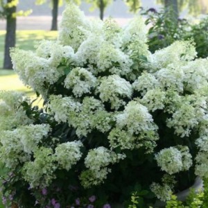 Саженец гортензии метельчатой Бейби Лейс (Baby Lace)