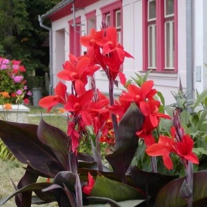 Клубень канны Америка