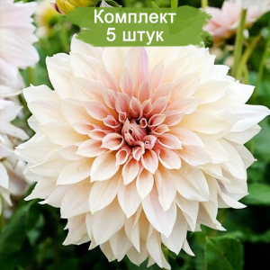 Клубни георгина Кафе О Лейт (Cafe au Lait) -  комплект 5 шт.