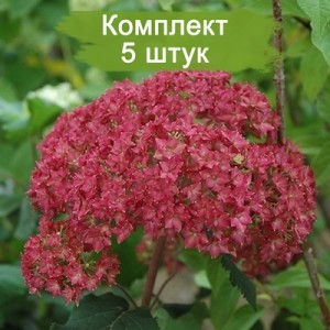 Саженцы гортензии древовидной Белла Анна (Bella Anna) -  комплект 5 шт.