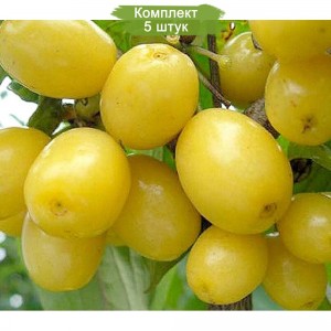 Саженцы кизила Алёша -  комплект 5 шт.