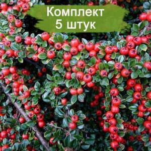 Саженцы кизильника Даммера Билефельд (Dammeri Bielefeld) -  комплект 5 шт.