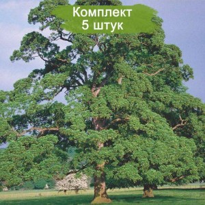 Саженцы клёна Явор (100-150 см) -  комплект 5 шт.