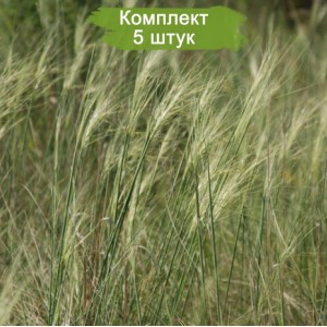 Саженцы Ковыли-волосатика -  комплект 5 шт.