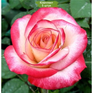 Саженцы чайно-гибридной розы Аттракта (Attracta) -  комплект 5 шт.