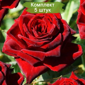 Саженцы чайно-гибридной розы Роял Баккара (Royal Baccara) -  комплект 5 шт.