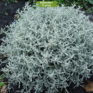 Саженцы сантолины кипарисовидной -  комплект 5 шт.