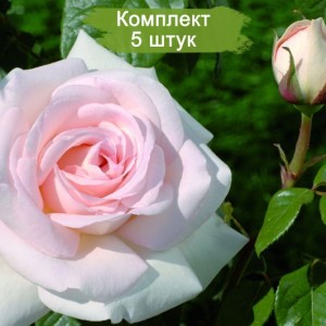Саженцы штамбовой розы Александр Пушкин (Alexandre Pouchkine) -  комплект 5 шт.