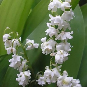 Луковица ландыша садового Флоре Плено (Flore Peno)