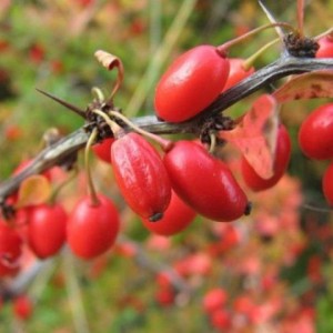 Саженец Барбариса Обыкновенный