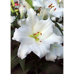 Луковица лилии Фредо (Fredo ) 