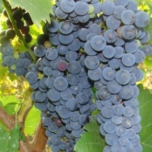 Виноград Амурский Потапенко