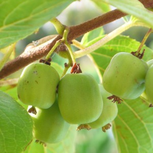 Саженец актинидии самоплодной Виноградной