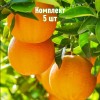Комплект 5шт / Апельсин Верна