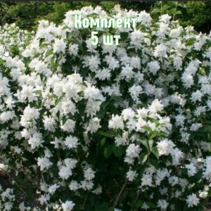 Комплект 5шт / Чубушник (жасмин садовый) Комсомолец