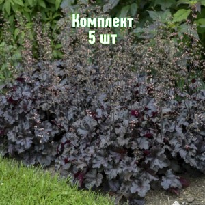 Комплект 5шт / Гейхера мелкоцветковая Блэк Перл