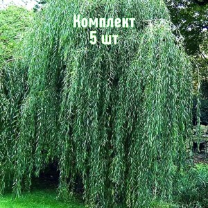 Комплект 5шт / Ива плакучая Водопад